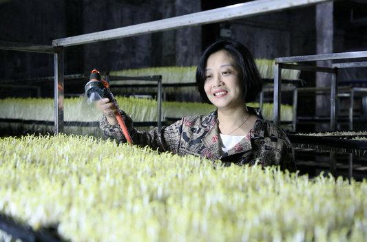 种植豆芽致富_种植豆芽的利润_致富种植豆芽视频