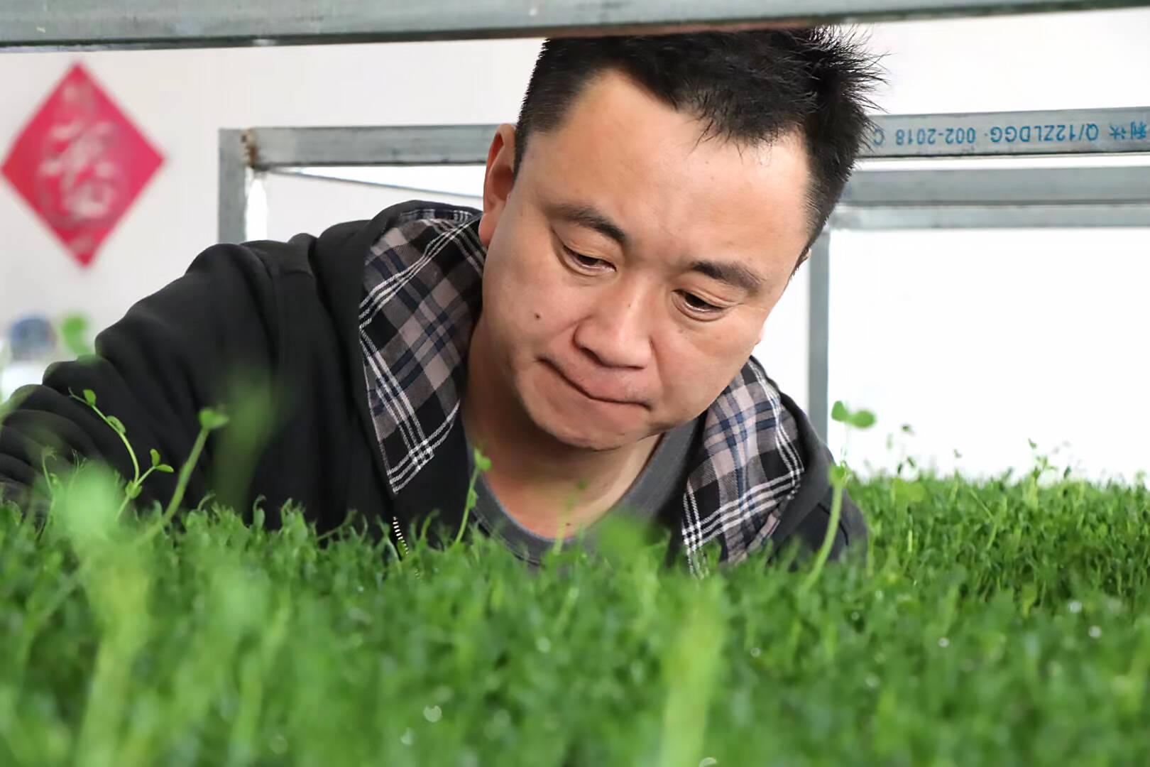 种植豆芽致富_种植豆芽赚钱吗_致富种植豆芽怎么样