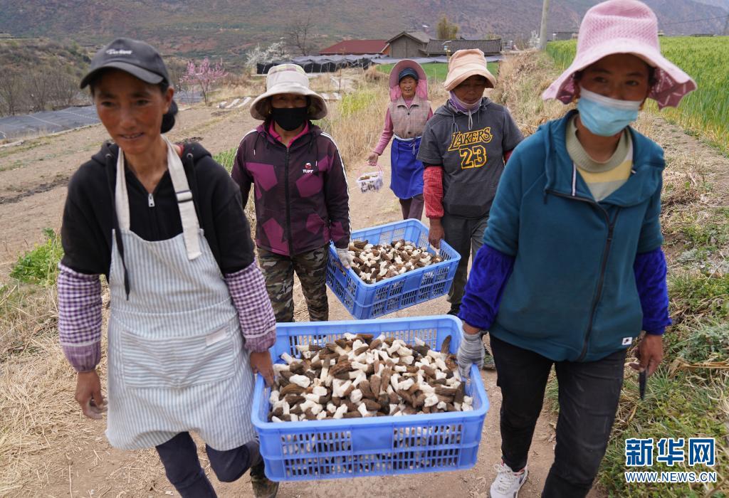 云南迪庆：羊肚菌成群众致富产业