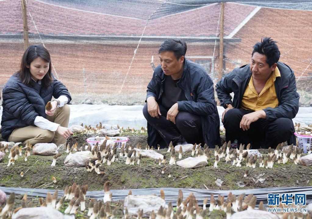 云南省羊肚菌种植基地_云南羊肚菌基地_致富经云南省羊肚菌