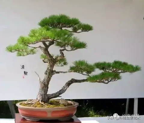 松树盆景怎么种植技术_松树盆景种植技巧_松树种植盆景技术视频