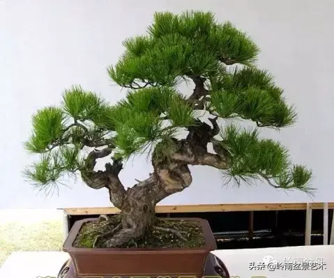 松树盆景种植技巧_松树盆景怎么种植技术_松树种植盆景技术视频