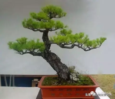 松树种植盆景技术视频_松树盆景种植技巧_松树盆景怎么种植技术