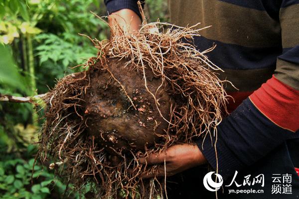 核桃致富报道_核桃种植专业合作社基本情况_核桃种植致富公示