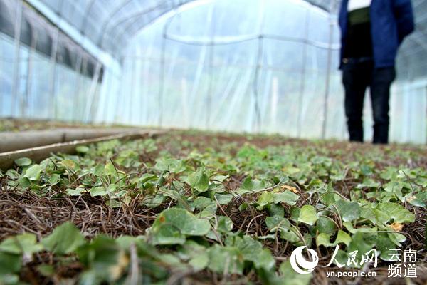 核桃种植致富公示_核桃种植专业合作社基本情况_核桃致富报道