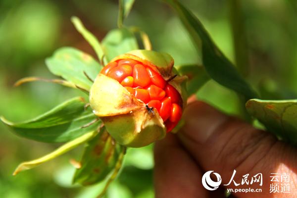 核桃种植专业合作社基本情况_核桃种植致富公示_核桃致富报道