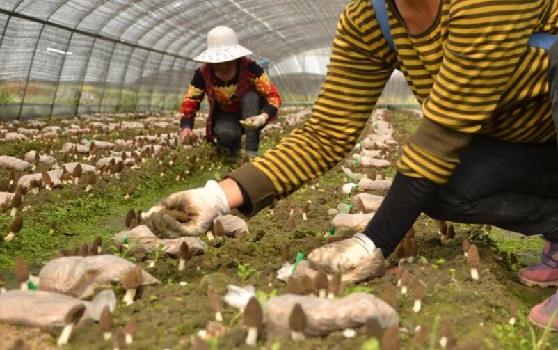 羊肚菌种植机器_国外种植羊肚菌技术_种羊肚菌视频