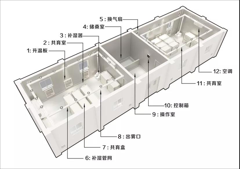 致富经香椿苗_香椿苗价钱_香椿苗圃