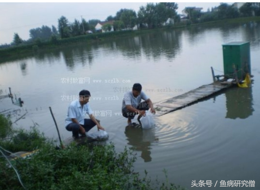 鱼塘养殖日常管理_鱼塘养殖技术管理_养殖鱼塘管理技术规范