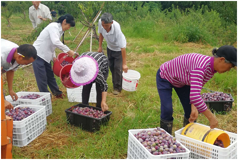 四川李子种植致富视频大全_李子种植新技术视频_四川李子种苗基地