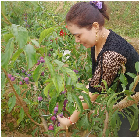 四川李子种植致富视频大全_李子种植新技术视频_四川李子种苗基地