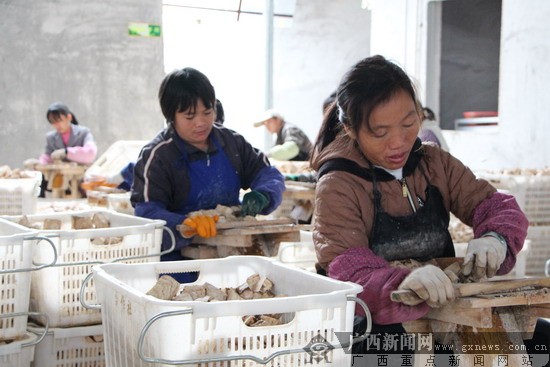 致富经葛根种植视频_粉葛高产栽培视频_致富经粉葛