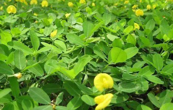 黑花生种植致富_种黑花生技术视频_黑花生种植技术