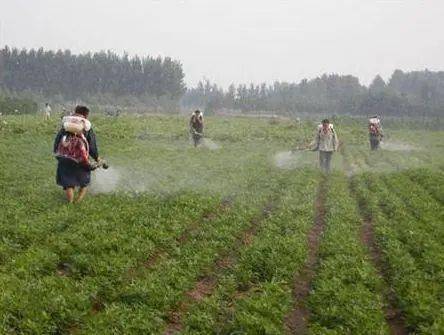 黑花生种植技术_种黑花生技术视频_黑花生种植致富