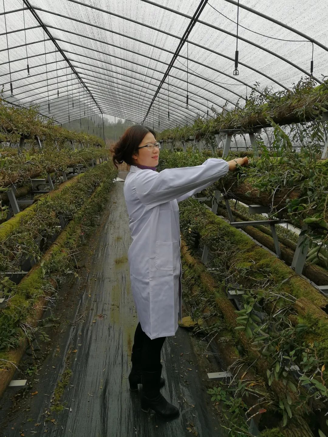 种植石斛致富人_种植石斛的功效与作用_种植石斛收益怎么样