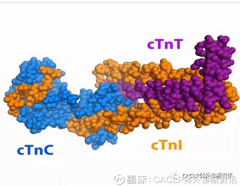 【冯仁丰】心肌肌钙蛋白I和它的蛋白水解片段