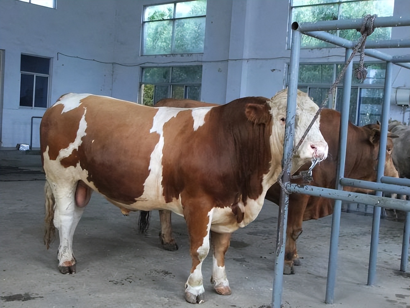 肉牛养殖技术 养牛技术_技术养殖肉牛养牛赚钱吗_技术养殖肉牛养牛视频