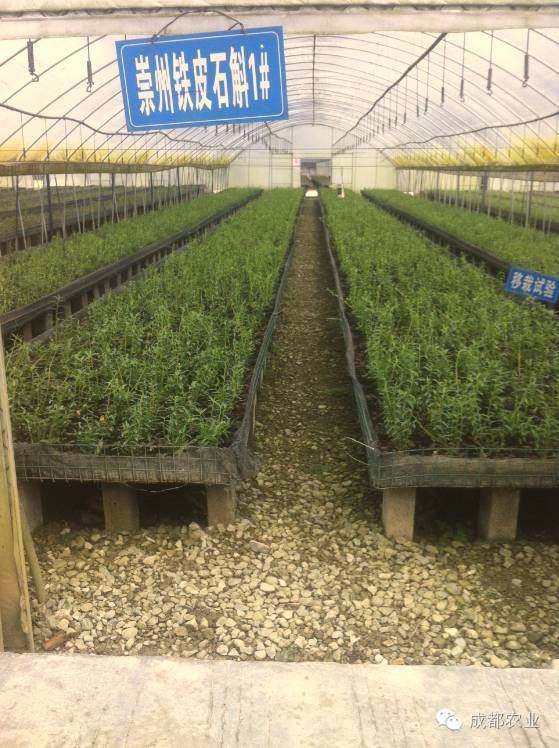 种植石斛收益怎么样_种植石斛有药用价值吗_种植石斛致富人