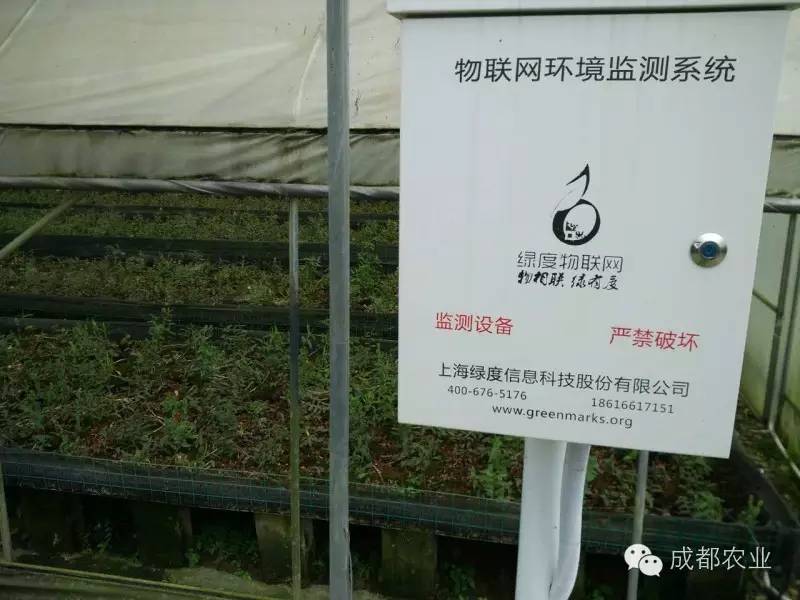 种植石斛收益怎么样_种植石斛有药用价值吗_种植石斛致富人