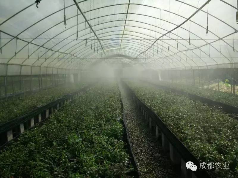 种植石斛有药用价值吗_种植石斛收益怎么样_种植石斛致富人