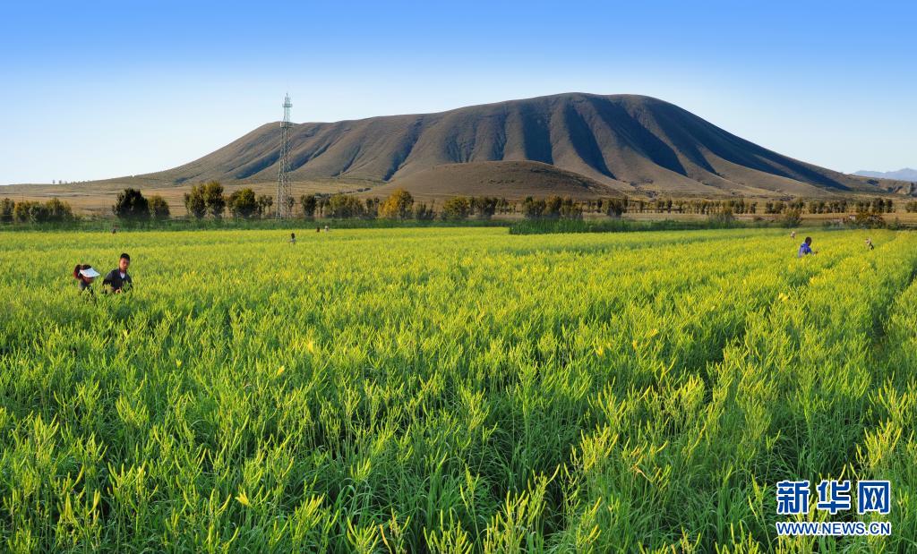 大云种植助力农民增收致富_种植大户带动农民致富_云南农业种植大户补贴政策