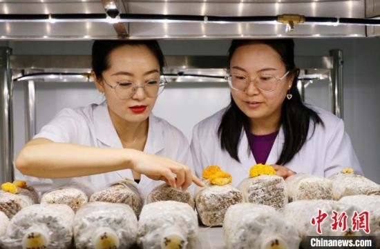 图为甘肃省科学院生物研究所食用菌研究室。　高展 摄