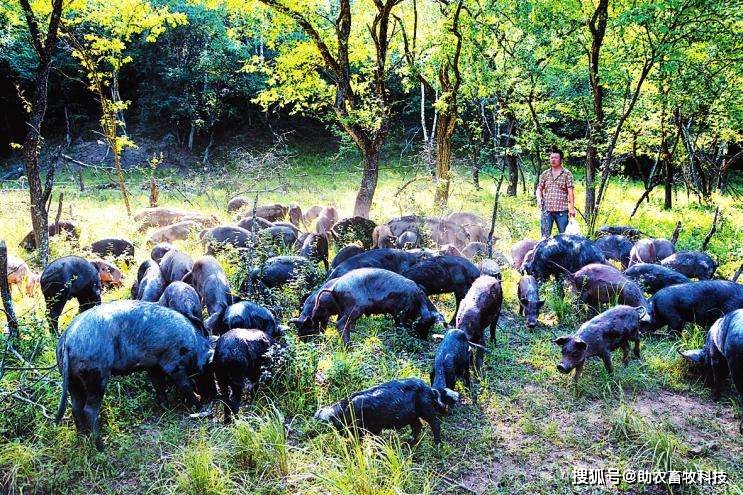 庆阳黑猪养殖_甘肃本地黑猪_甘肃黑猪养殖致富