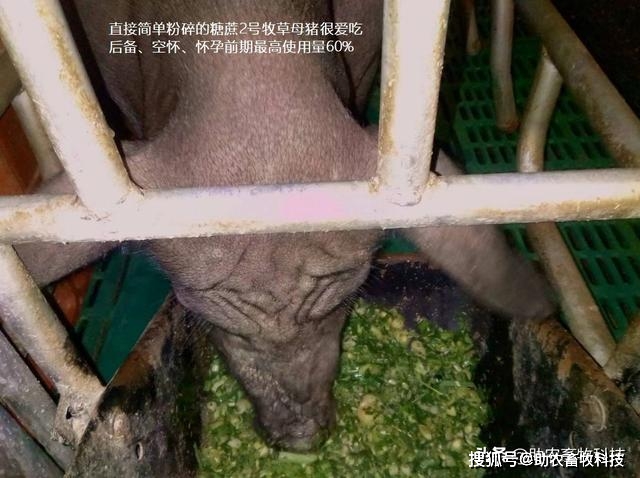 甘肃黑猪养殖致富_甘肃本地黑猪_庆阳黑猪养殖