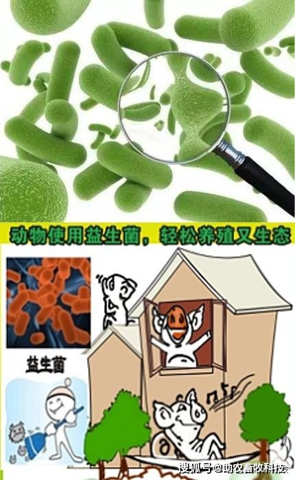 甘肃本地黑猪_庆阳黑猪养殖_甘肃黑猪养殖致富