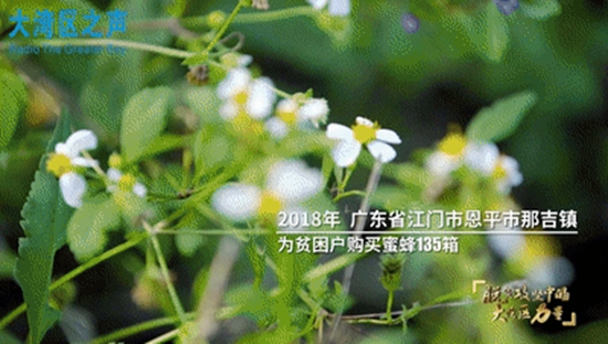 恩平种植致富_恩平种子公司_种植致富农村项目大全
