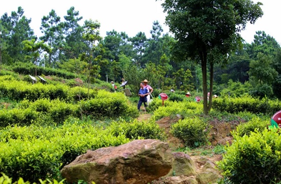 种植致富农村项目大全_恩平种子公司_恩平种植致富