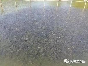 养殖草鱼高密度技术视频_草鱼的高密度养殖_高密度草鱼养殖技术