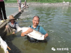 养殖草鱼高密度技术视频_草鱼的高密度养殖_高密度草鱼养殖技术