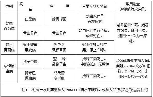 蜜蜂养殖视频致富经_致富经蜜蜂养殖技术_蜜蜂致富养殖技术有哪些