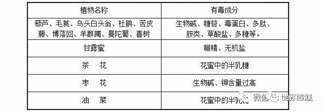 致富经蜜蜂养殖技术_蜜蜂致富养殖技术有哪些_蜜蜂养殖视频致富经