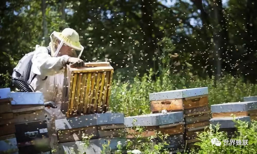 致富经蜜蜂养殖技术_蜜蜂养殖视频致富经_蜜蜂致富养殖技术有哪些