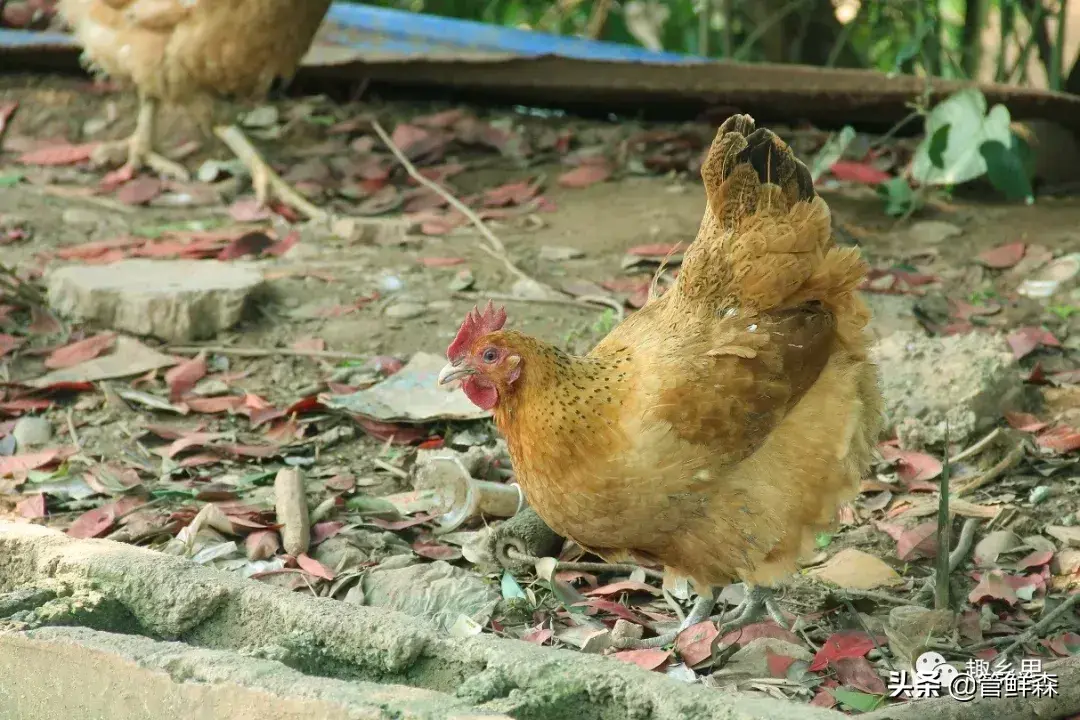 致富经岳阳黄鳝养殖_常德黄鳝养殖_湖南养殖黄鳝大户