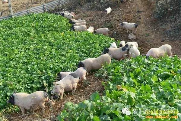 致富养殖巴马香猪视频_致富养殖巴马香猪怎么样_致富经巴马香猪养殖