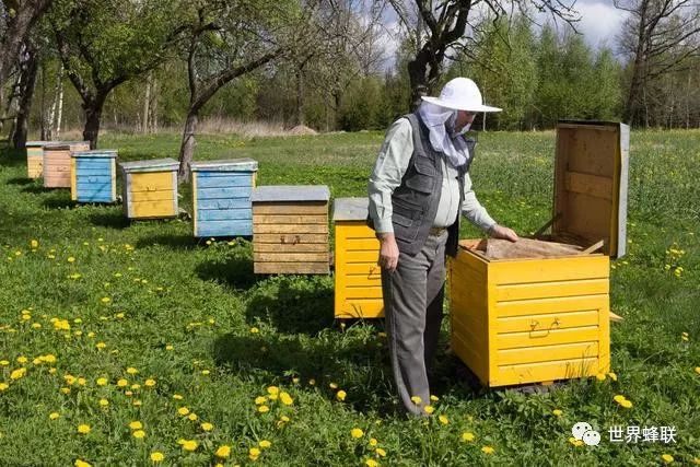 蜜蜂养殖视频致富经_致富经蜜蜂养殖技术_蜜蜂致富养殖技术培训