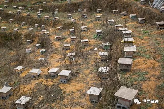 蜜蜂养殖视频致富经_致富经蜜蜂养殖技术_蜜蜂致富养殖技术培训