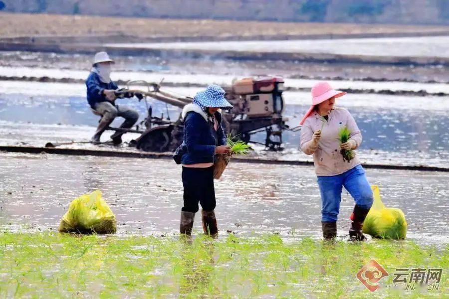 种植大户带动农民致富_大云种植助力农民增收致富_云南农业种植大户补贴政策