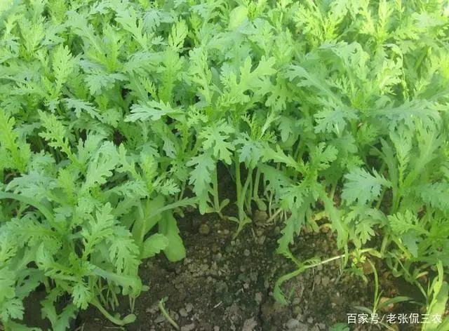 夏季茼蒿种植方法_茼蒿夏季怎么种植技术_蓠蒿菜种植方法和时间