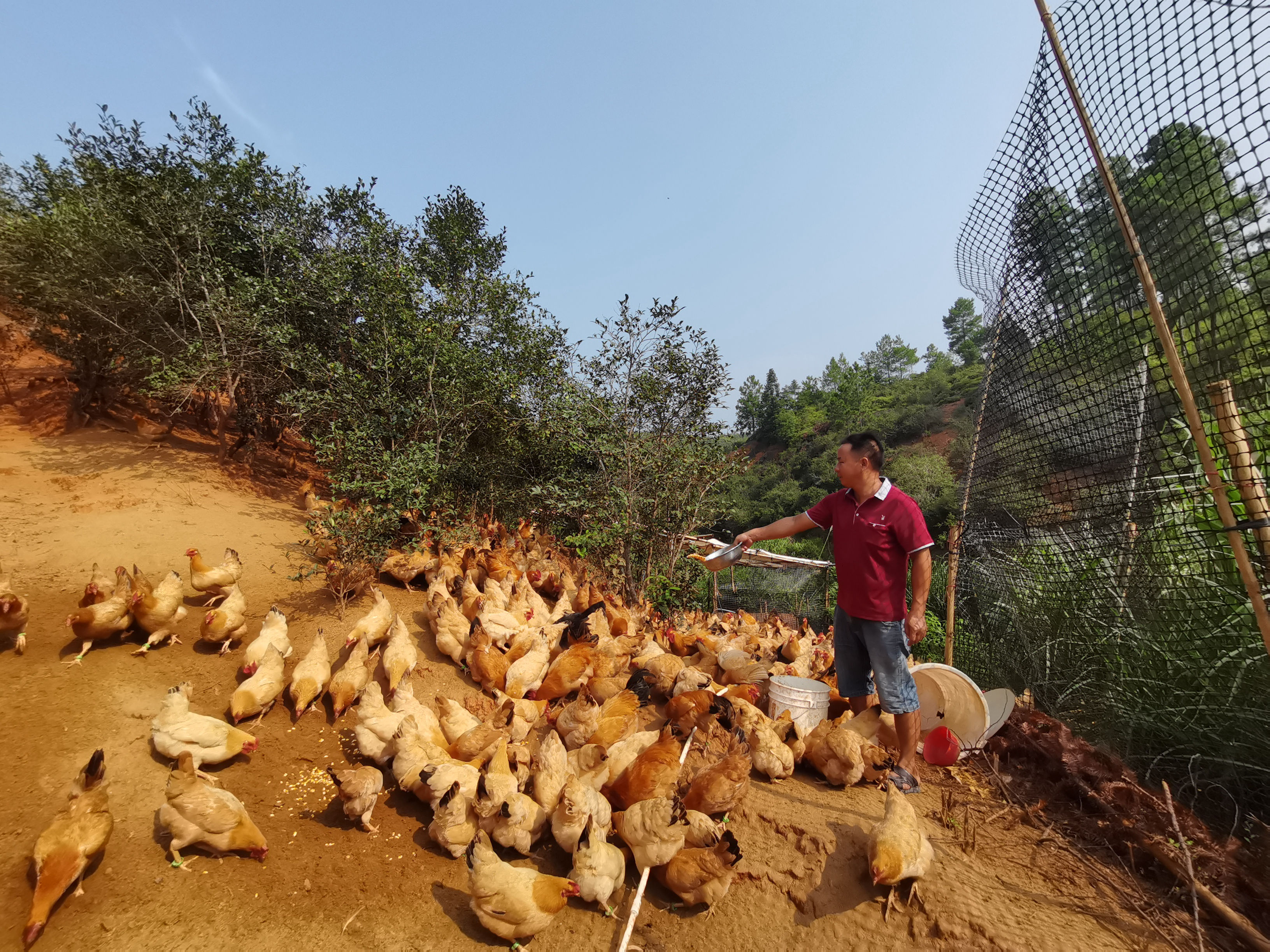 致富土鸡养殖_致富养殖土鸡图片_土鸡养殖致富经2019年全集