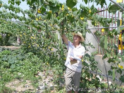 湖北农村种什么赚钱_湖北农村种植什么不愁销路_湖北农民连片种植致富