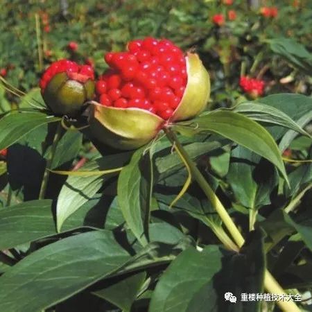 种植重楼效益_致富经重楼种植技术_种植重楼赚钱吗