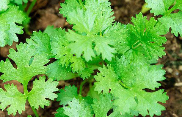 芫荽种植技术与管理方法 芫荽栽培技术要点