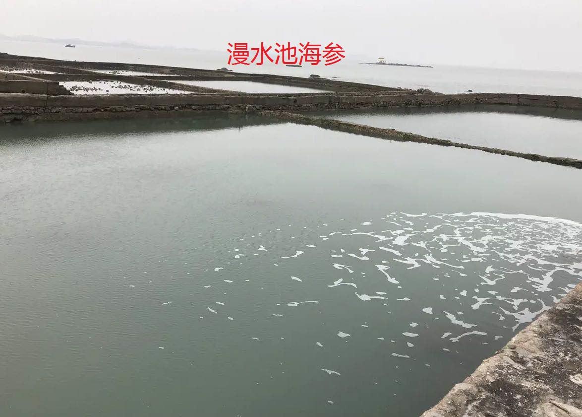 海参养殖投资_海参养殖致富项目方案策划_致富经海参养殖视频