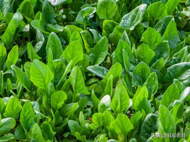 香菜冬季室内种植技术与管理_香菜冬季种植技术视频_冬季室内香菜种植技术