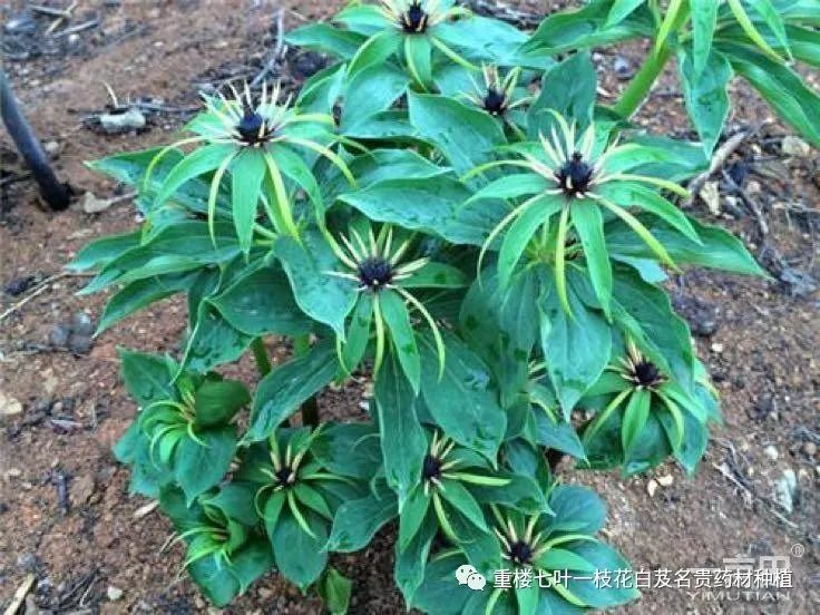 重楼种植技术之怎样施肥和追肥