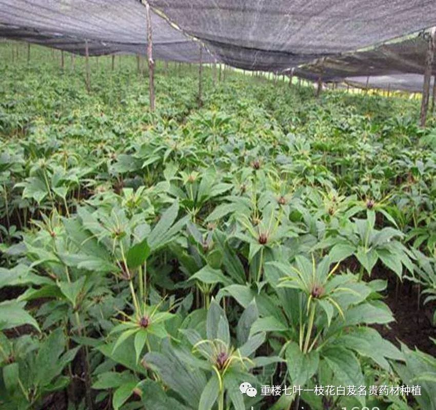 种植重楼需要什么条件_致富经重楼种植技术_种植重楼的前景如何